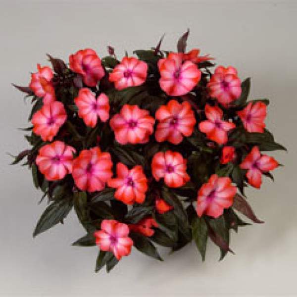 NEW GUINEA IMPATIENS HARMONY SALMON CREAM