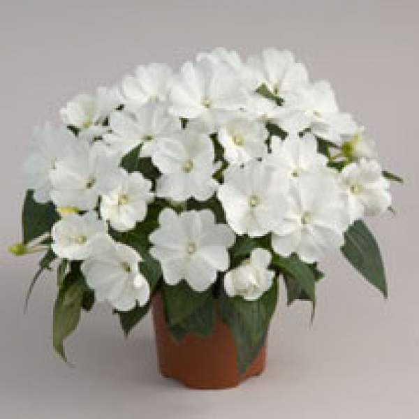 New-Guinea-Impatiens-Harmony-Snow.jpg