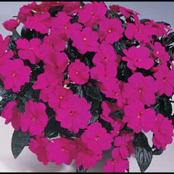 New-Guinea-Impatiens-Harmony-Violet.jpg