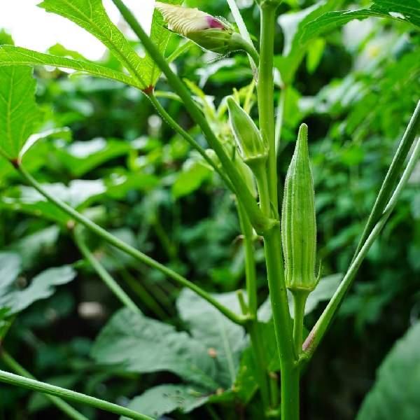 Okra