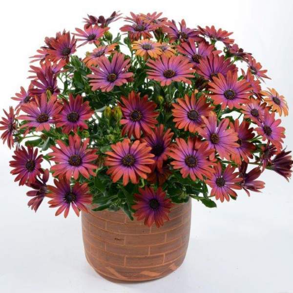 Osteospermum