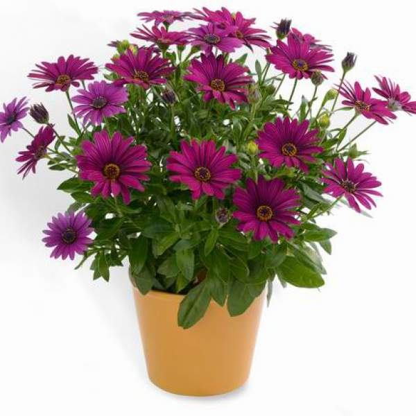 Osteospermum-Ecklonis-Ostica-Burgundy.jpg