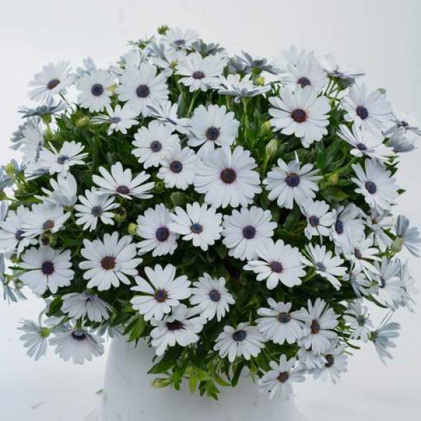 Osteospermum-Ecklonis-Osticade-Pure-White.jpg