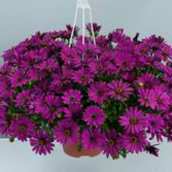 Osteospermum-Ecklonis-Osticade-Purple.jpg