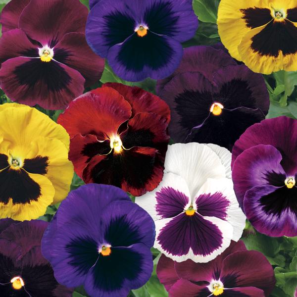 Pansy