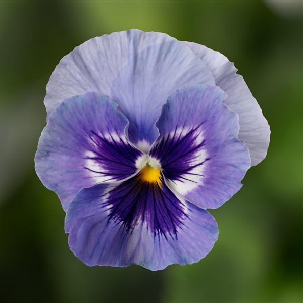 PANSY COLOSSUS MARINA