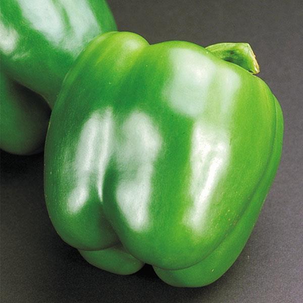 PEPPER CALIFORNIA WONDER