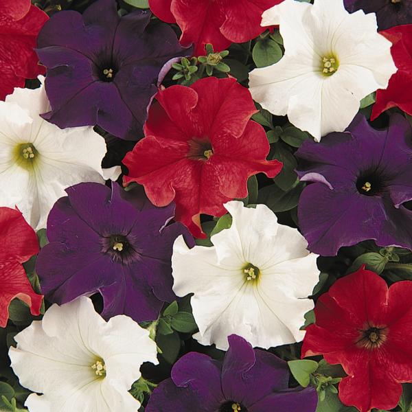 PETUNIA DREAMS PATRIOT MIX
