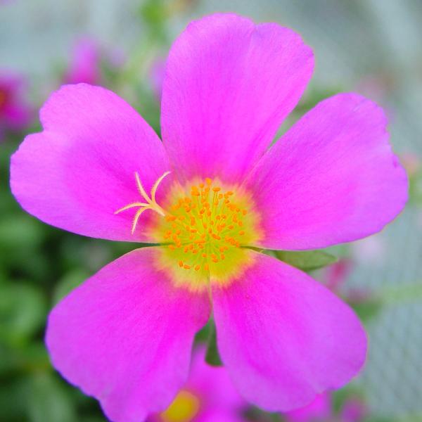 Portulaca Jumbo Evening Wine