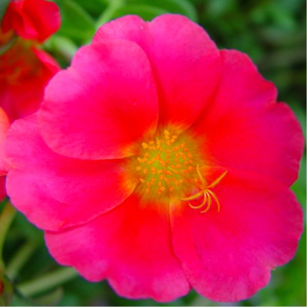 Portulaca Jumbo Red