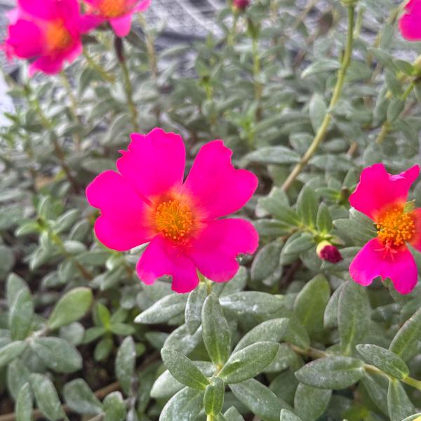 PORTULACA JUMBO ROSE