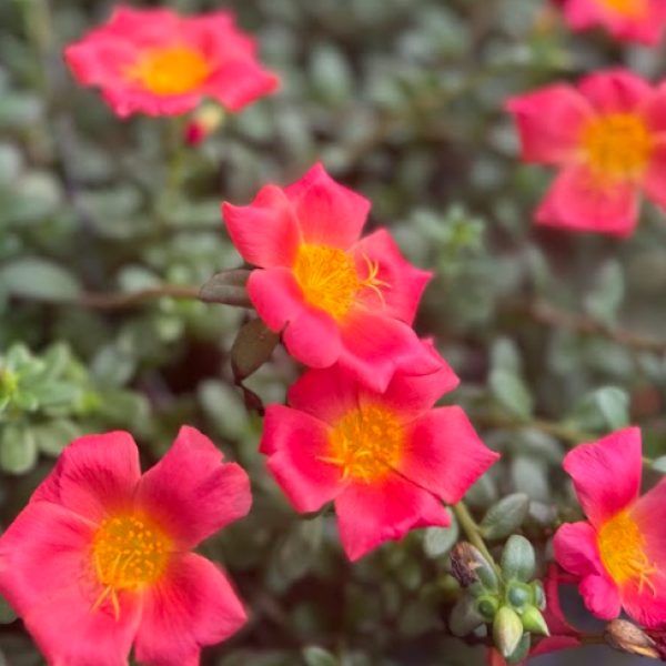 PORTULACA JUMBO SCARLET