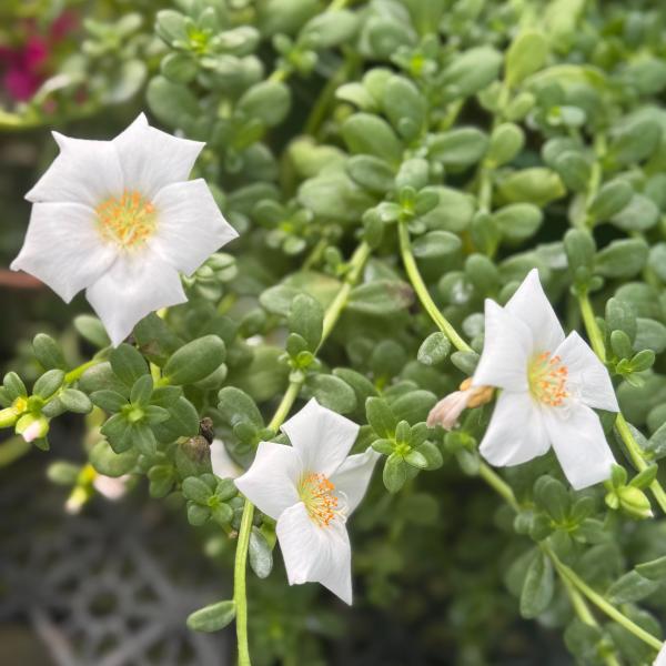 PORTULACA JUMBO WHITE