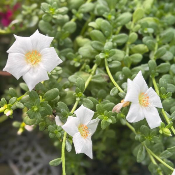 Portulaca Jumbo White