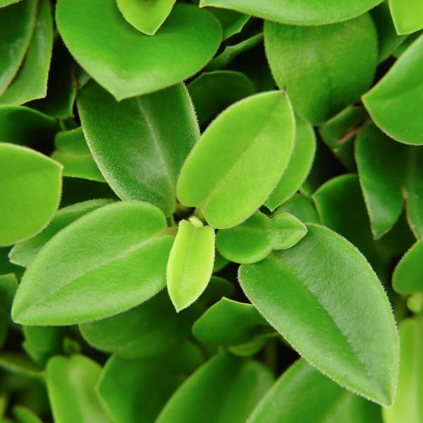 Peperomia