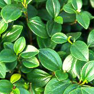 Peperomia-Glabella-WEB.jpg