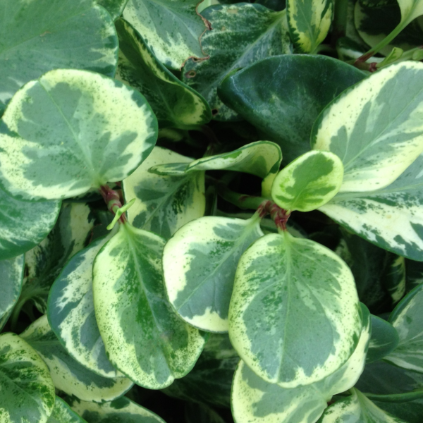 Wholesale Peperomia Houseplant Starter Plants