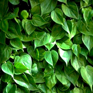 Peperomia-Green-Scandens-WEB.jpg
