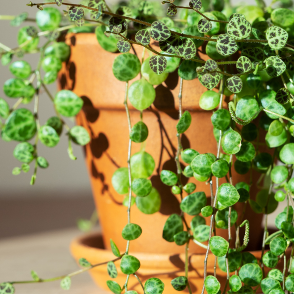 Peperomia String of Turtles
