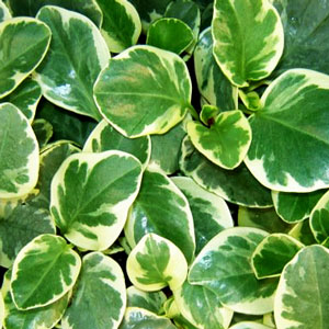 Peperomia-Variegated-Scandens-WEB.jpg