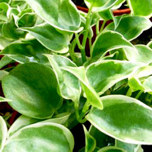 Peperomia-Variegated-Scandens.jpg