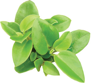 Peperomia Cupid