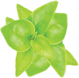 Peperomia Glabella