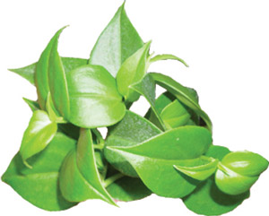 Peperomia Green Scandens