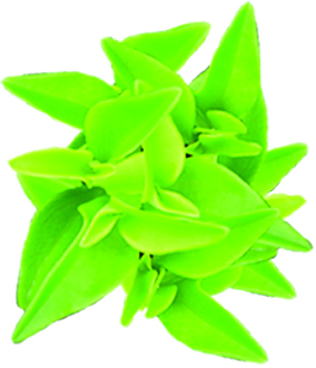 Peperomia Trinervula