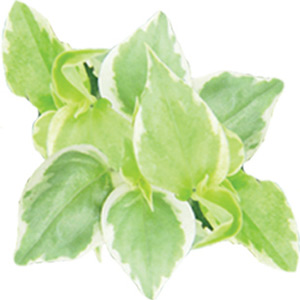 Peperomia Variegated Scandens