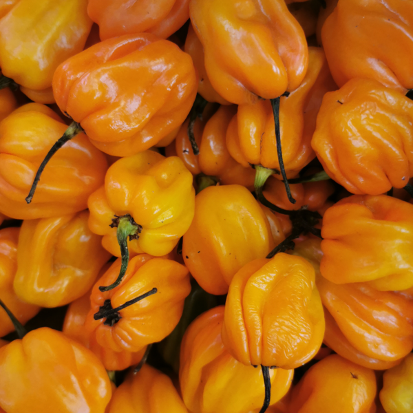 Pepper Habanero Orange