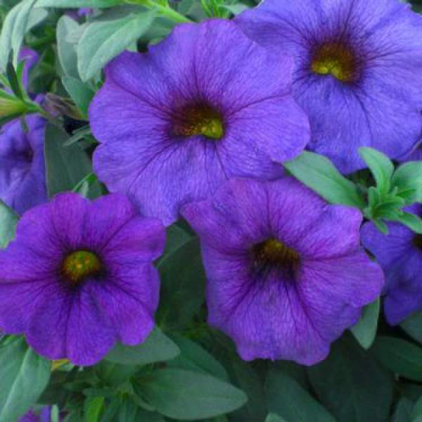 Petchoa