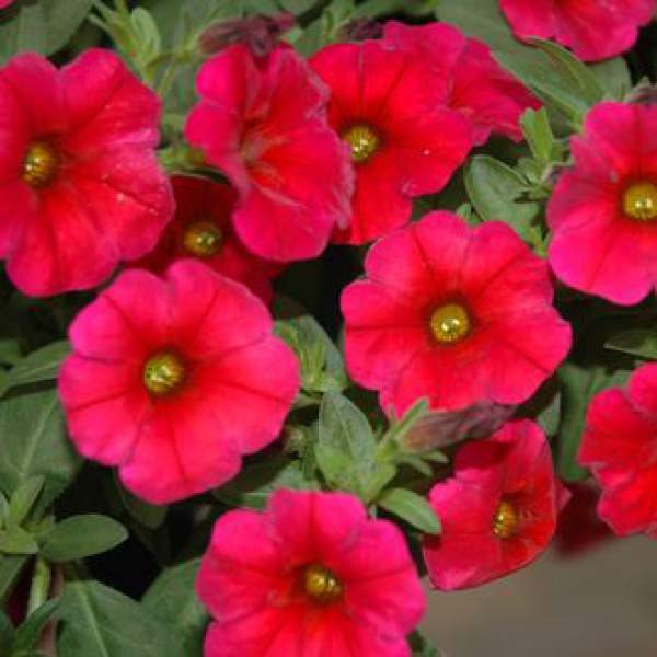 PETCHOA SUPERCAL CHERRY IMPROVED