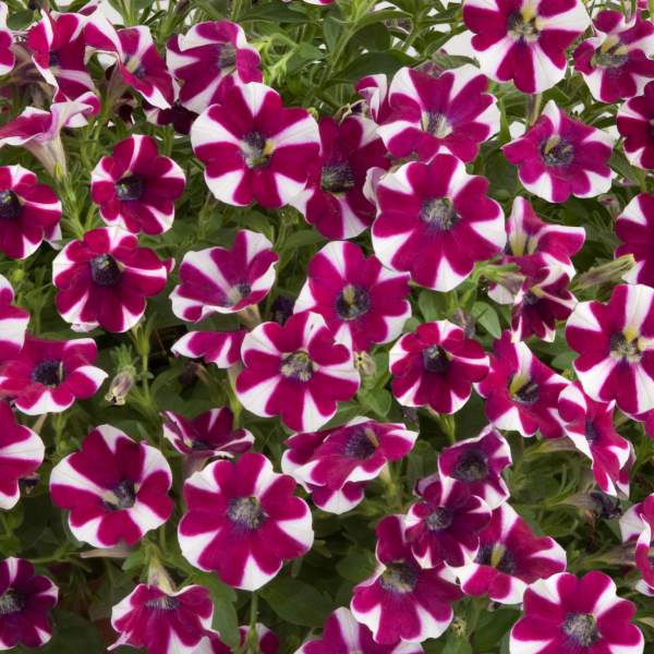 PETUNIA CASCADIAS BICOLOR CABERNET