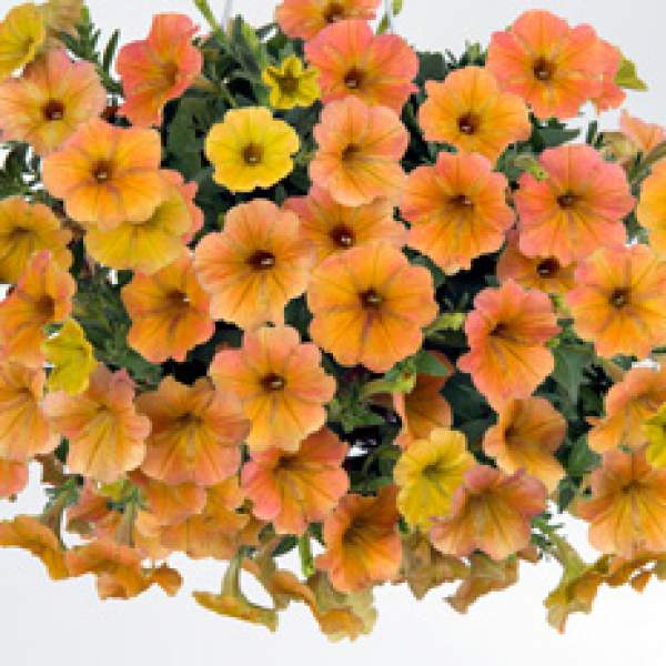 PETUNIA CASCADIAS INDIAN SUMMER