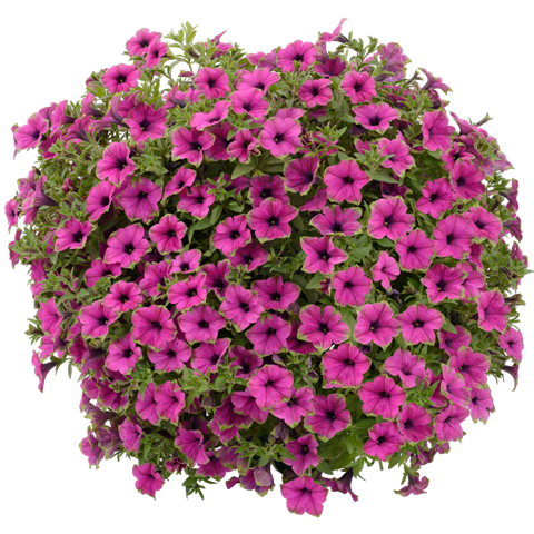 PETUNIA CASCADIAS PITAYA