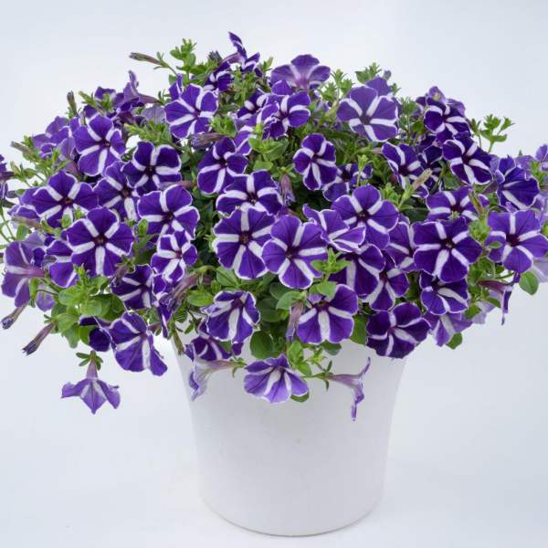 PETUNIA CASCADIAS PURPLE GEM