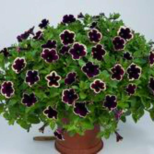 PETUNIA CASCADIAS RIM MAGENTA