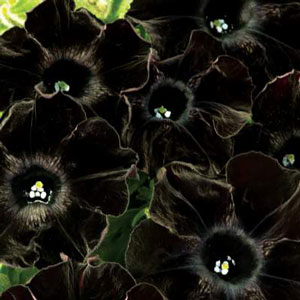Petunia-Crazytunia-Black-Mamba_Bloom-NEW-WEBSITE.jpg