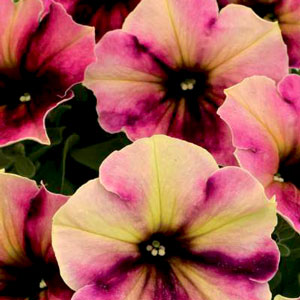Petunia-Crazytunia-Blackberry-Cheesecake-NEW-WEB.jpg