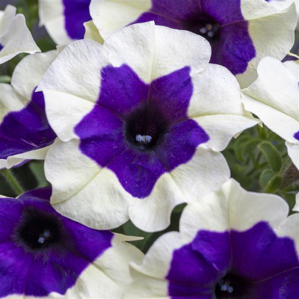 Petunia Crazytunia INK BLOT