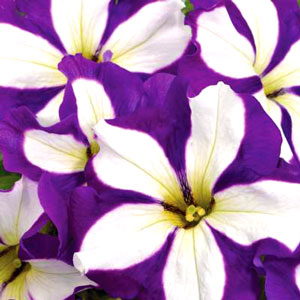 Petunia-Crazytunia-Lucky-Lilac-WEB.jpg