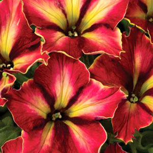 Petunia-Crazytunia-Mandeville-WEB.jpg