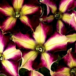 Petunia-Crazytunia-Pulse-WEB.jpg