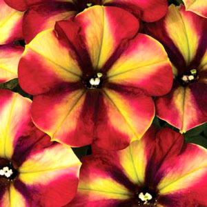 Petunia-Crazytunia-Razzmatazz-WEB.jpg