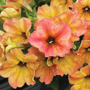 Petunia-Crazytunia-Terracotta-WEB.jpg