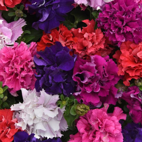 Image Of Petunia Dbl Cascade Bold Mix