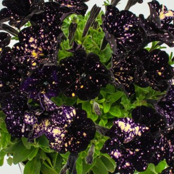 Petunia Discoball Black