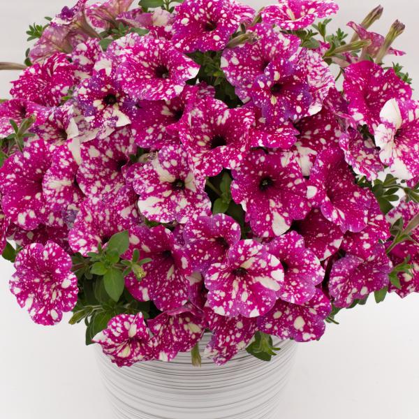Petunia Discoball Magenta