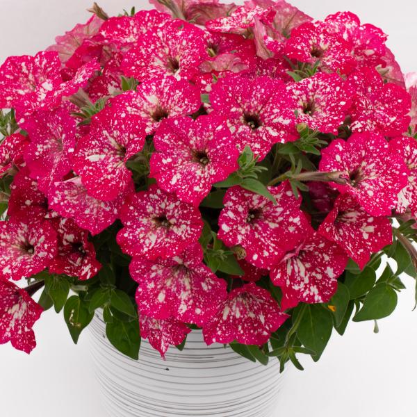 Petunia Discoball Melon Pink